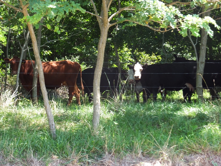 Cows behind fence