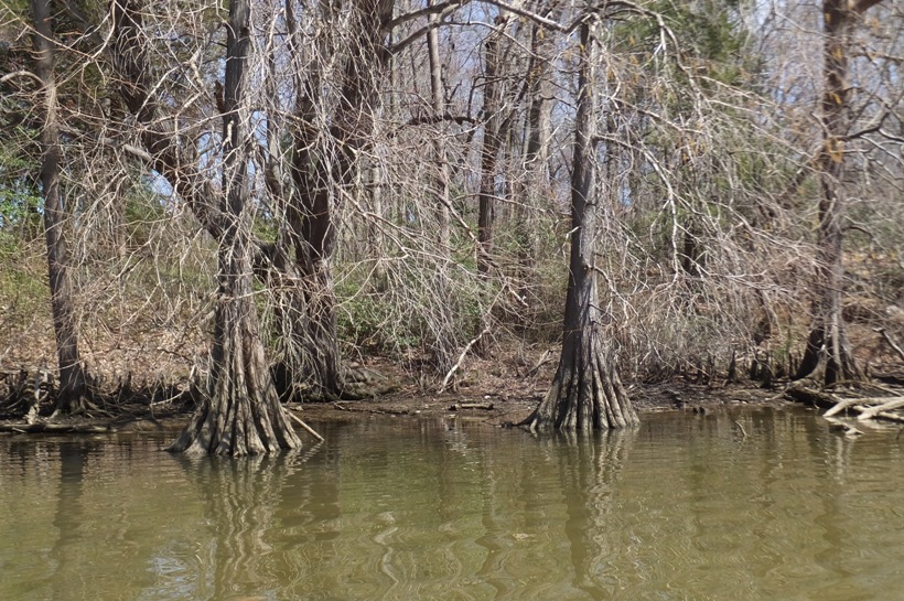 Cypress knees