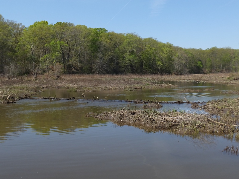 Poorly maintained beaver dam