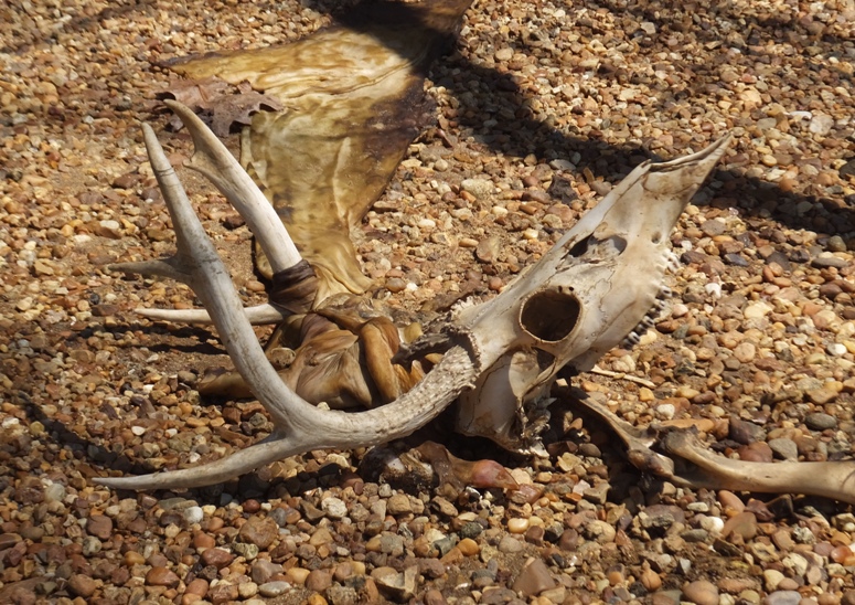 Deer skull of six point buck
