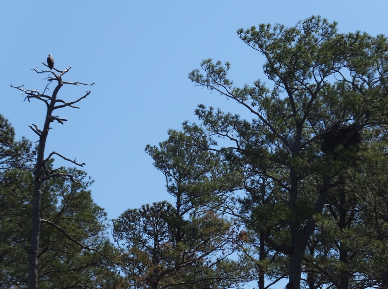 Bald eagle and nest