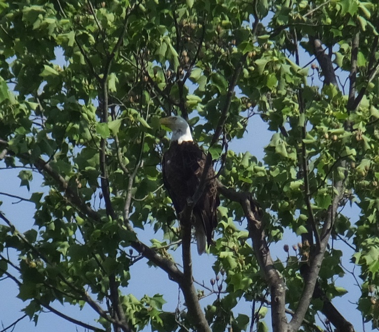 Bald eagle perched in tree