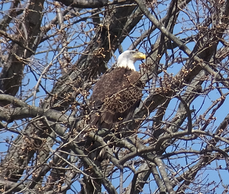 Bald eagle perched in tree