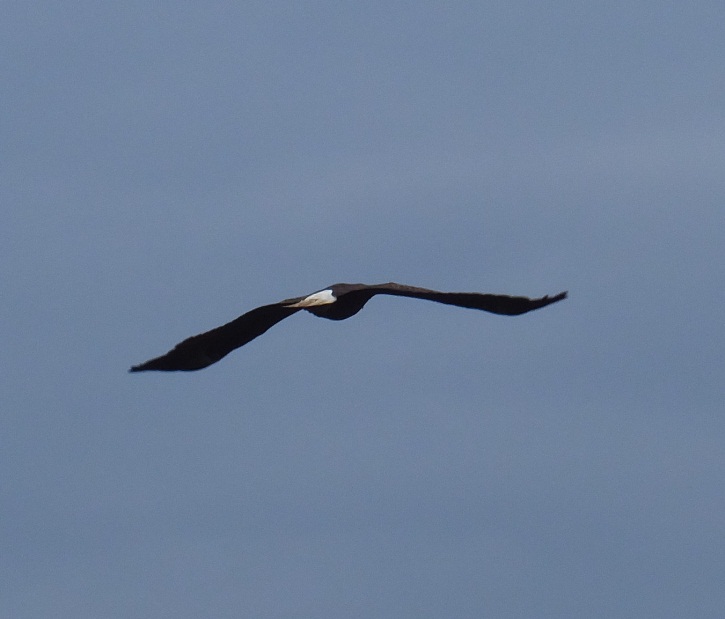 Rear view of bald eagle in flight