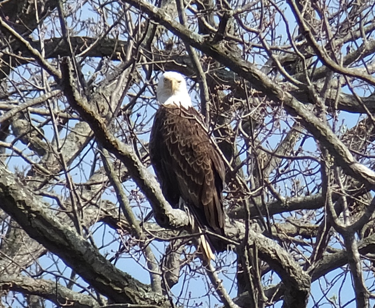 Bald eagle perched in tree