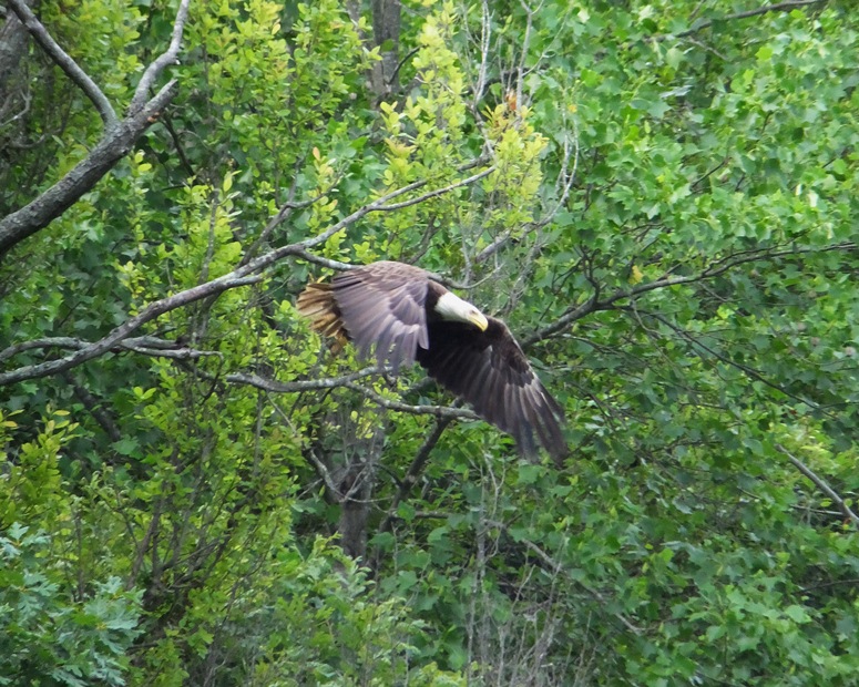 Bald eagle flying out of tree