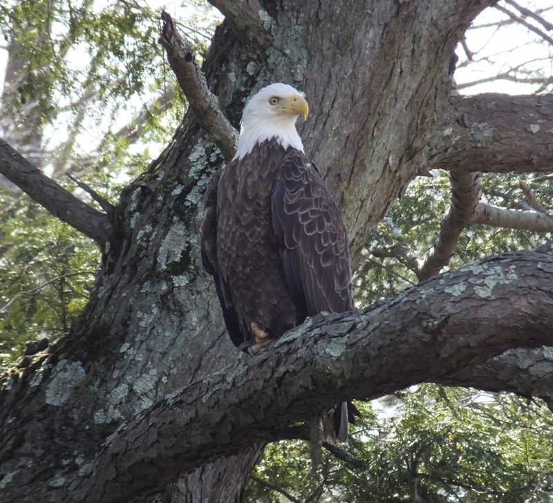 View of eagle from within 30 feet
