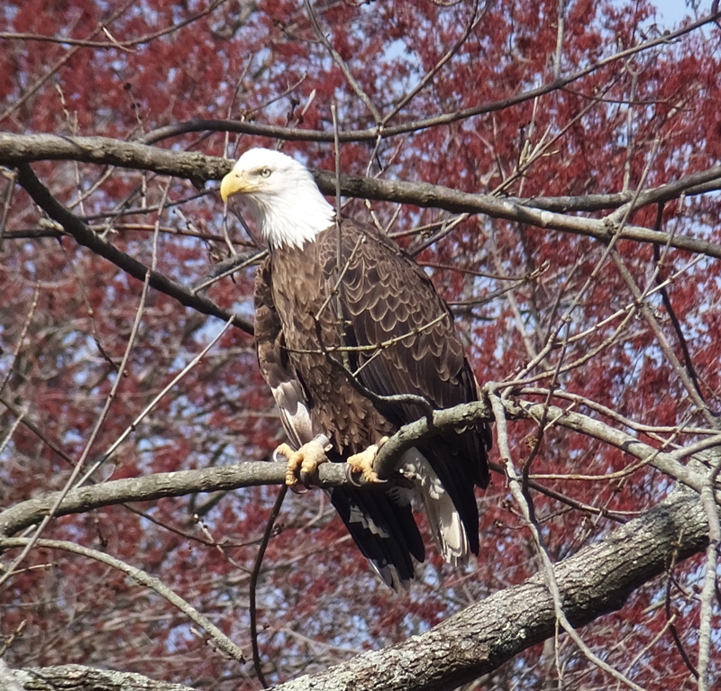 Photo of eagle in well-lit position