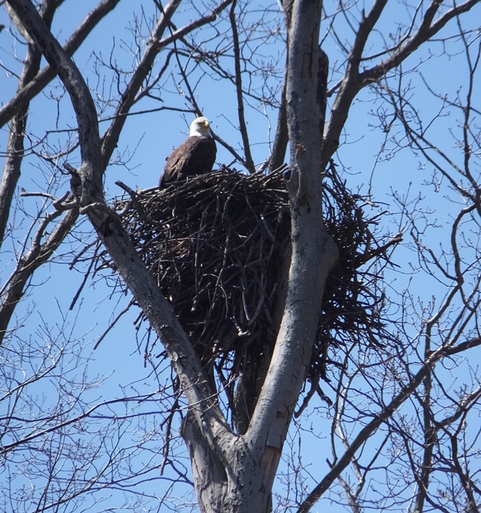 Bald eagle nest