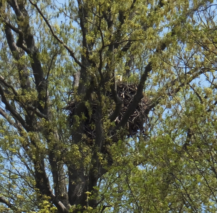 Eagle nest