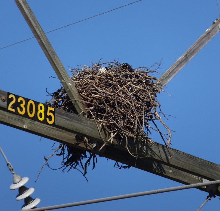 Large nest, likely made by a bald eagle