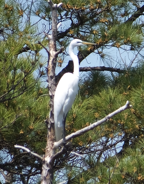 Great egret in tree