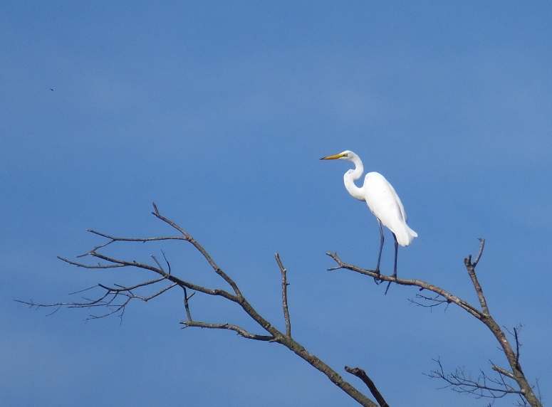 Great egret in tree