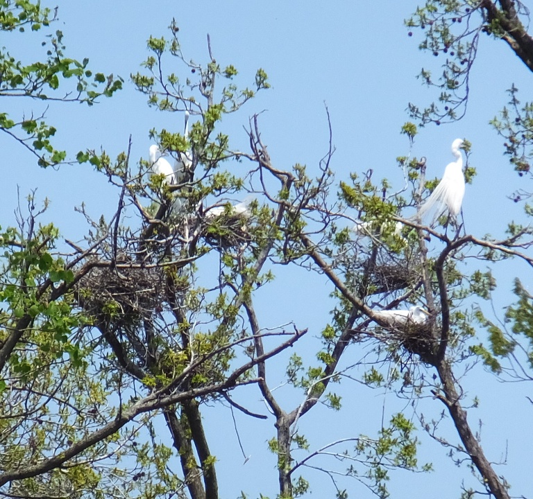 Zoomed-in view showing egrets