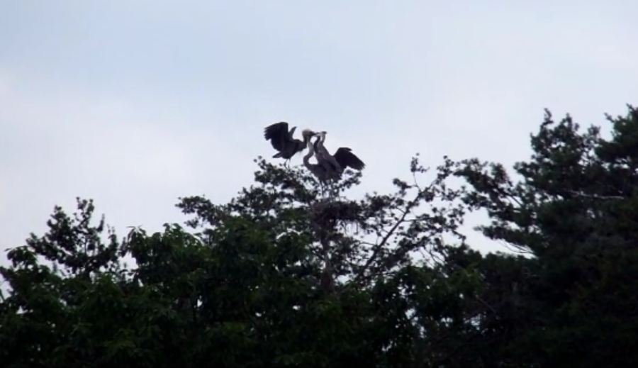 Great blue heron parent feeding offspring