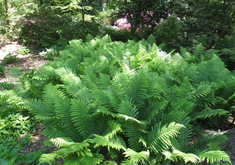 Ferns