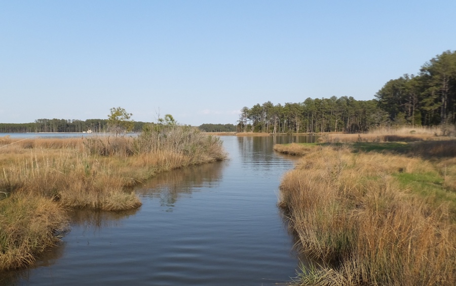 Tributary of Fishing Cove