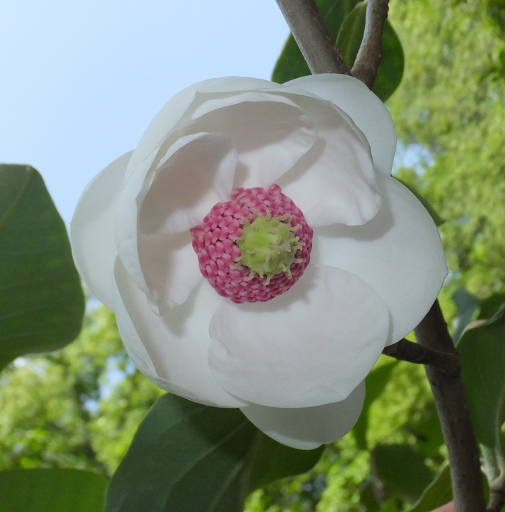 Blooming magnolia flower at Historic London Town