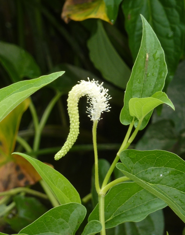 Lizard's tail flower