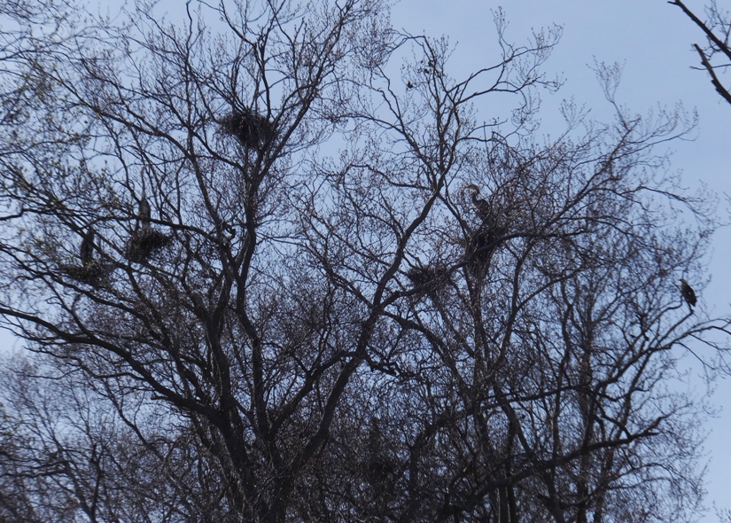 Heron rookery across from the Foxhole launch site