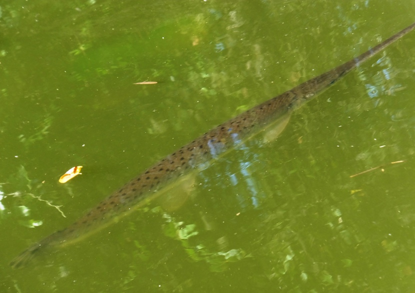 School of gar fish