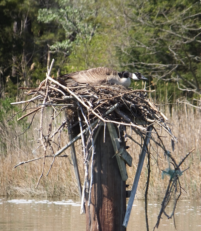 Cananda goose in osprey nest