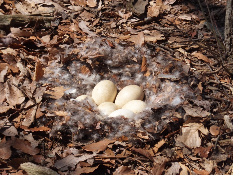 Goose eggs in nest on Hen Island
