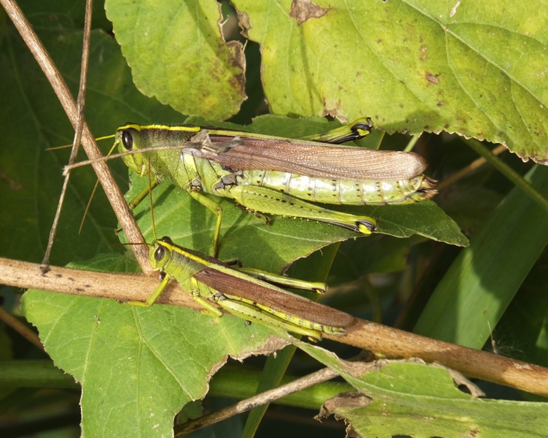 Two grasshoppers on plant