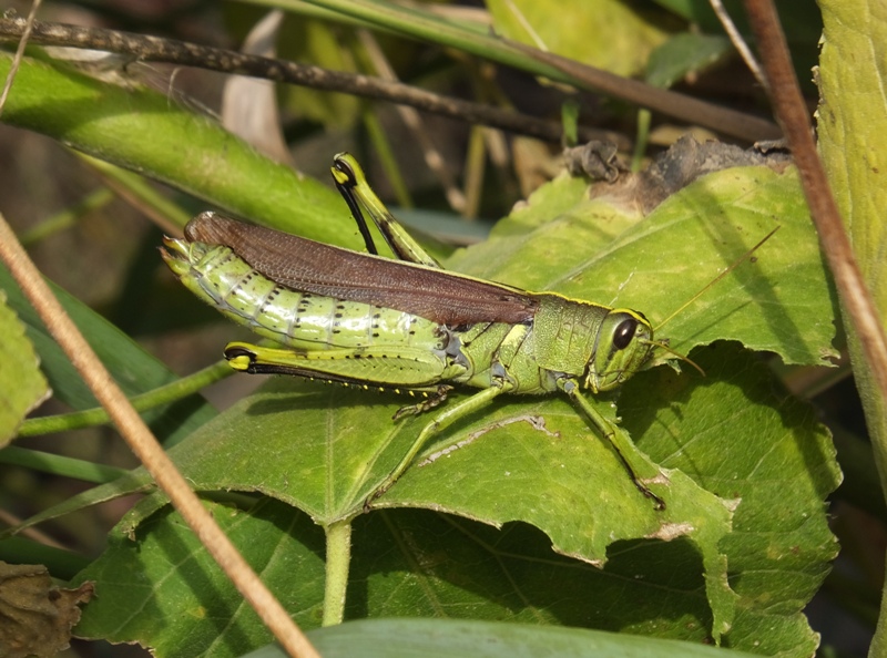 Single grasshopper on plant