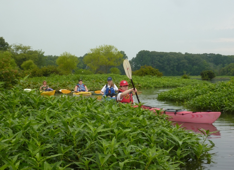 Paddling through greenery on the Tuckahoe