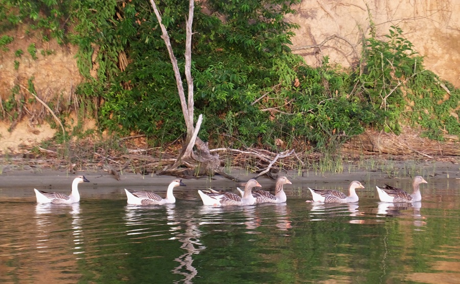Greylag and swan geese