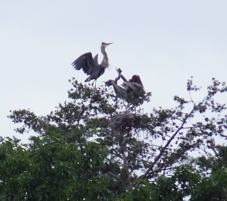 Young herons are all making a fuss, each wanting to be fed