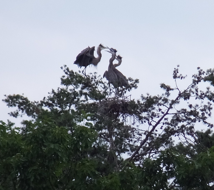 The parent preparing to regurgitate