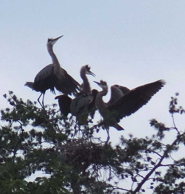 Three young herons