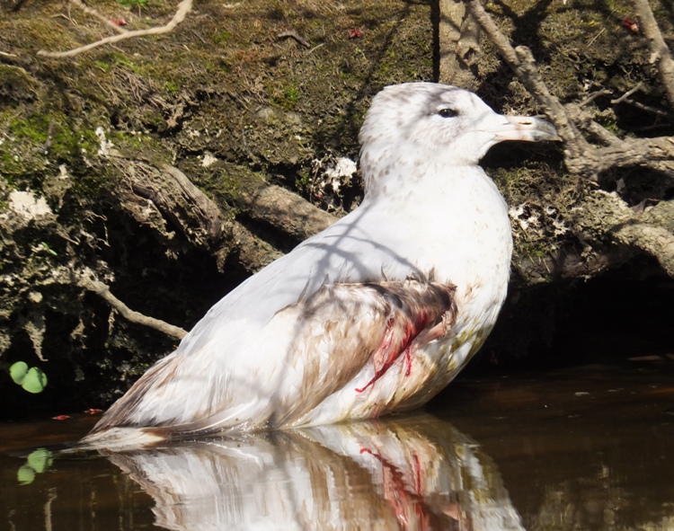 Injured seagull