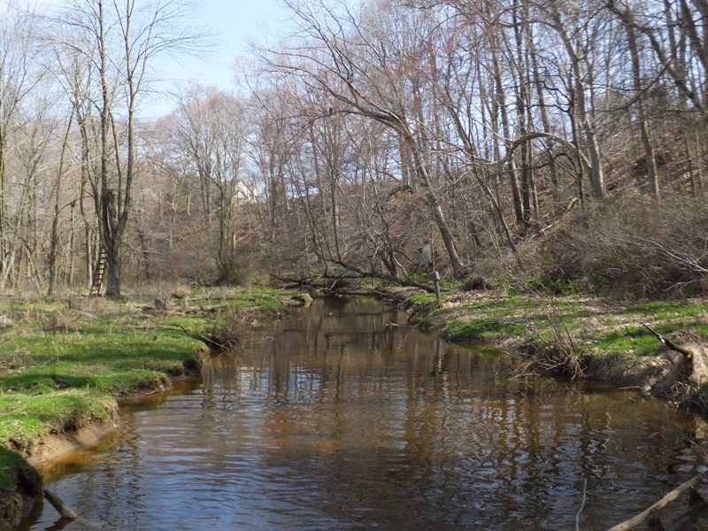 Eagle in narrow part of Jacobs Creek
