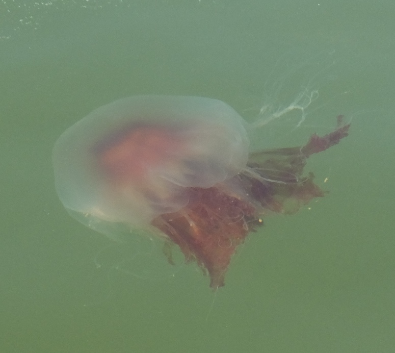 Lion's mane jellyfish