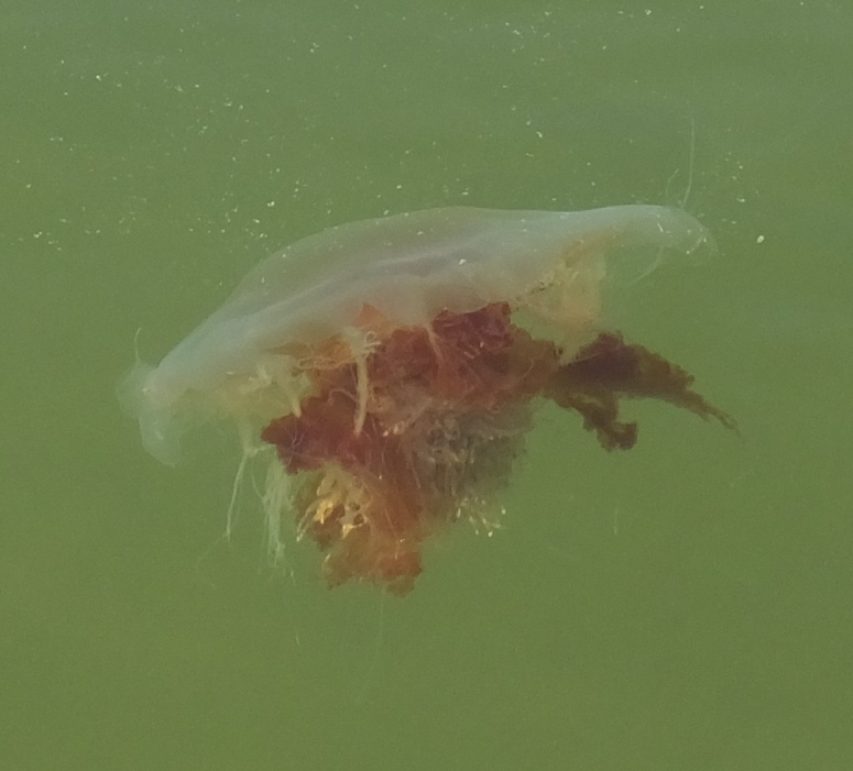 Another view of lion's mane jellyfish