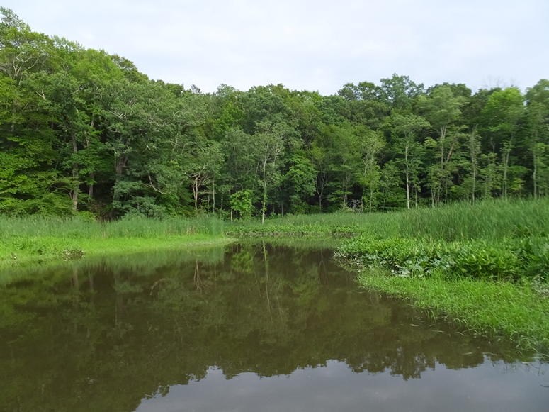 Lots of greenery on the creek