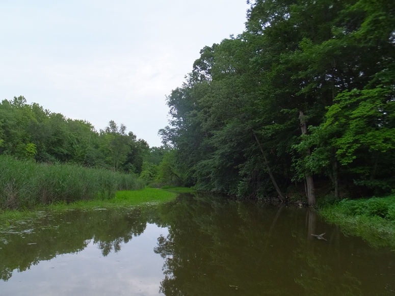 Creek lined by tall trees