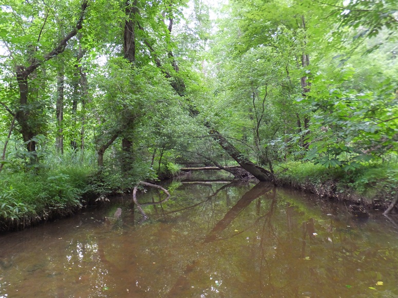 This was where the paddle without portage section of the creek ended