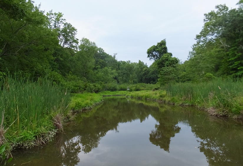 Cattails lining the shore along with another wood duck box