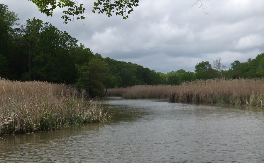 North split of Muddy Creek