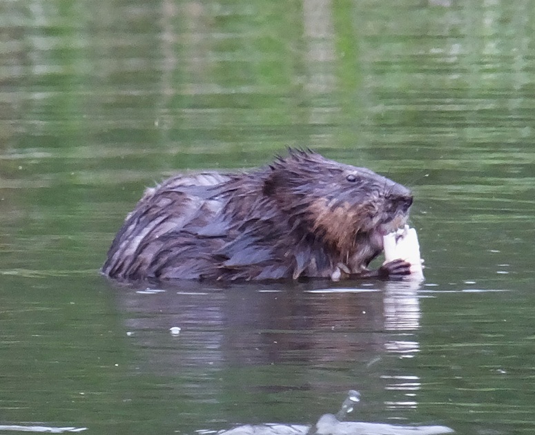 Muskrat chewing on something