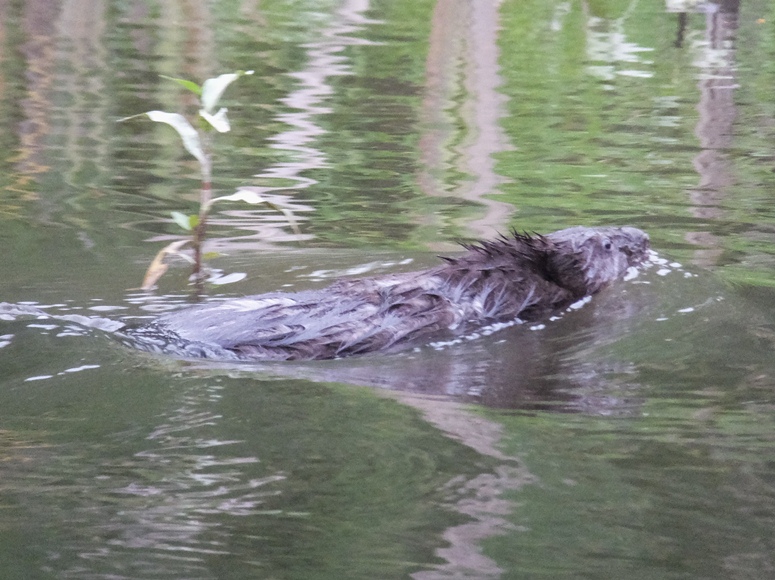 Muskrat swimming away