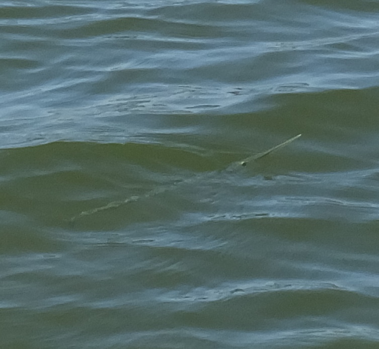 Needlefish sticking its nose out of the water