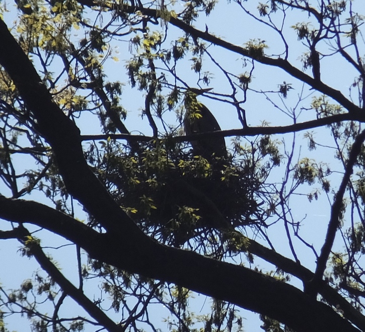 Eastward view showing silhouette of heron at nest