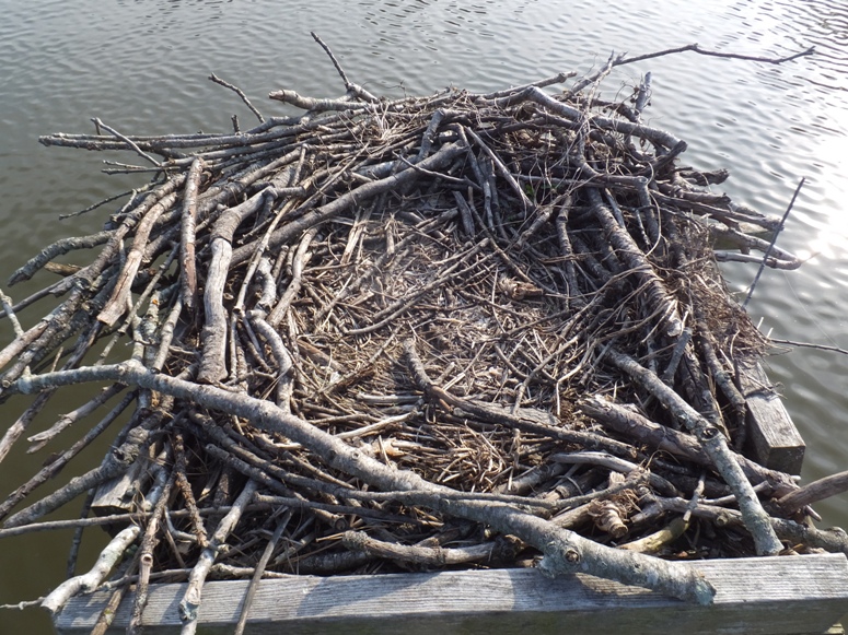 Fish scales and bones in the osprey nest