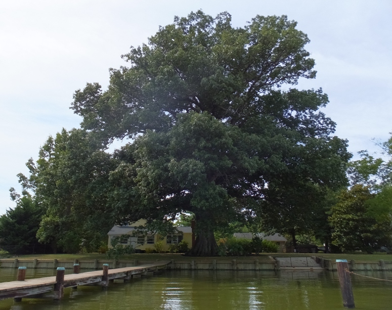 Huge oak tree