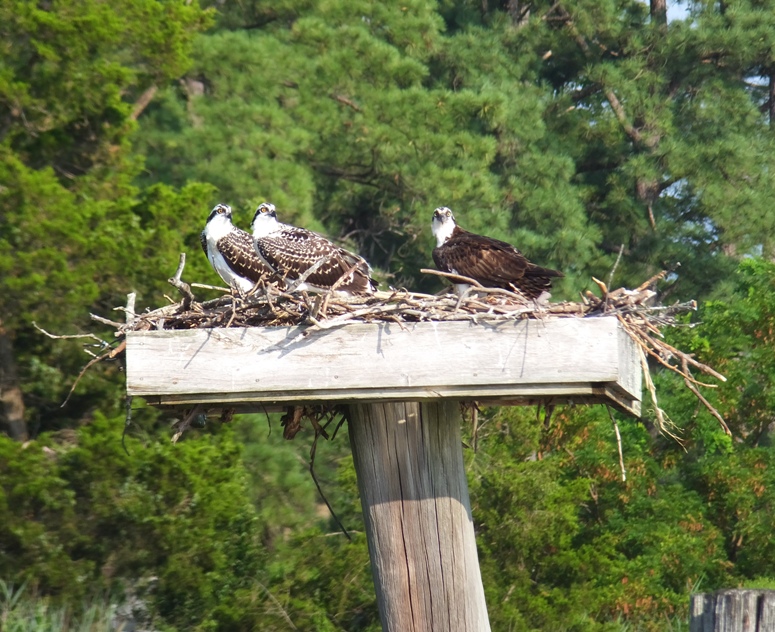 Three osprey on platform